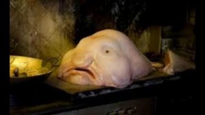 Рыба Капля: Загадочный Обитатель Глубин Океана