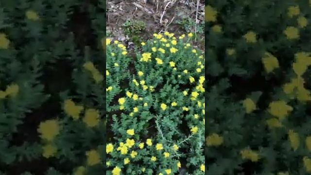 003 родиола розовая -золотои корень г выкса саит супер-огород7910 орг тел 8-906-351-1000 смотреть онлайн