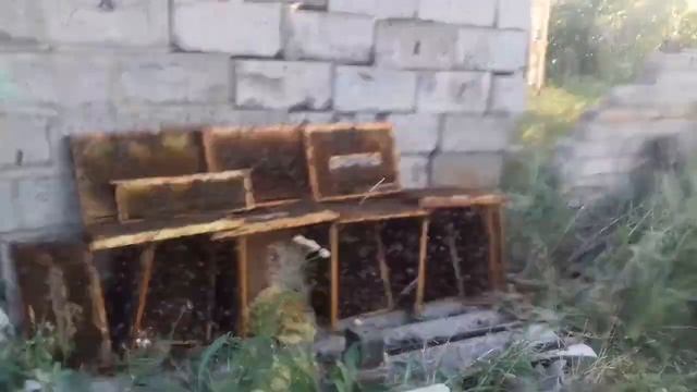 Пчеловодство. Вот и закончился взяток... смотреть онлайн