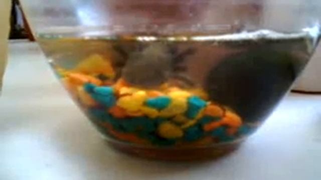 Тварь в аквариуме. Аксолотль. смотреть онлайн