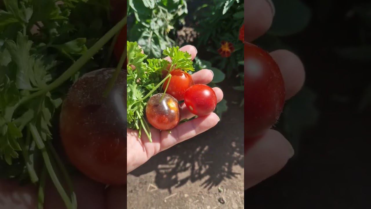 первые помидорки смотреть онлайн