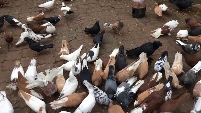 Паровать или не паровать голубей осенью? Подганиваем молодчх голубей. смотреть онлайн