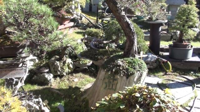 Enkianthus perulata japonicum nel Giardino Bonsai. смотреть онлайн