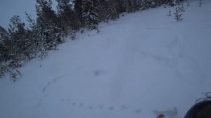 Охота, натаска щенка лайки