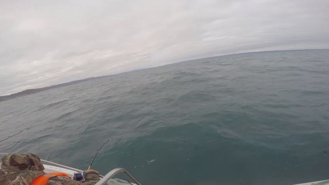 Морской налим Менёк Баренцево море смотреть онлайн