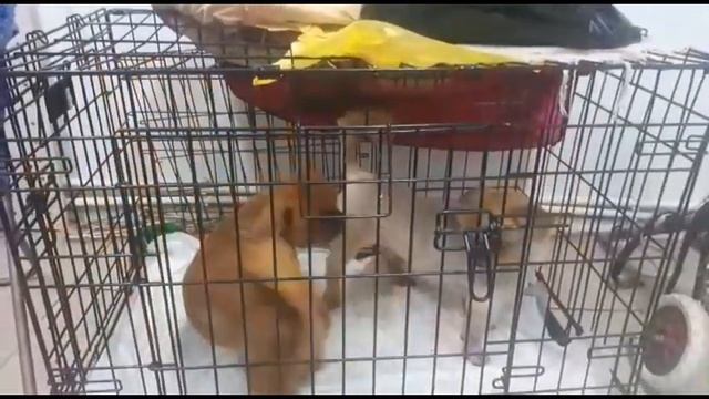 Пекинесы после стрижки смотреть онлайн