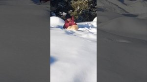 вот такая у нас снежная весна...#шпиц#бонькинарадость