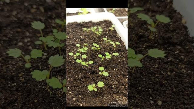 Как вырастить землянику #shorts