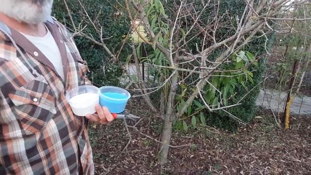 Protecting nectarine and peach trees from leaf curl смотреть онлайн