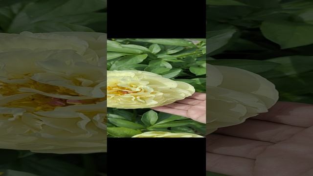 video_20220624_161239.mp4