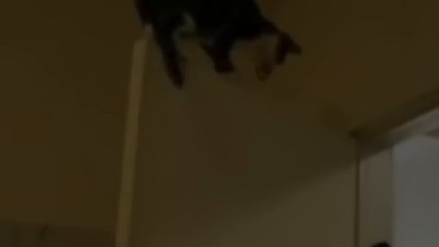 Cat Parkour смотреть онлайн