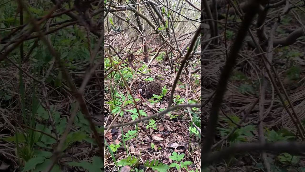 Наткнулся на опасного зверя! #зверь #опасныйзверь #shorts #лес #звери #ежик #рыбалка смотреть онлайн