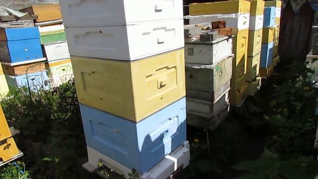 ответы на вопросы по улью биненхаус ( Bienenhaus) - сколько покупать магазинов для Дадана, 10 рамок