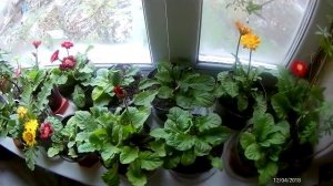 Гербера, цветы, опыление,  уход в зимний период,