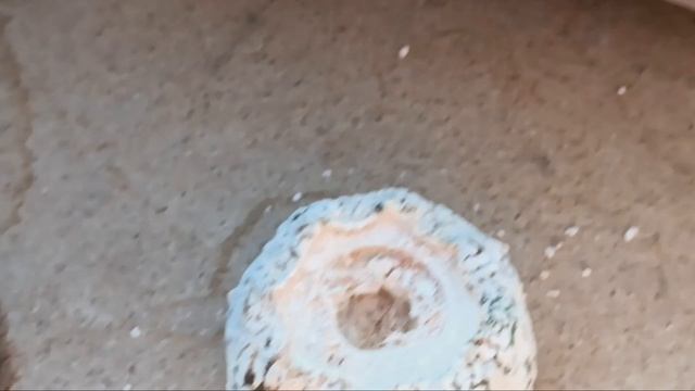 Что привезла из кактусного клуба?Прививки кактусов.Мои колючки цветут.Тефтокактус.Лобивии. смотреть онлайн