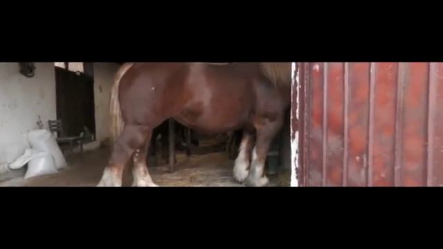Цыгане Коневоды/ из Европы) смотреть онлайн