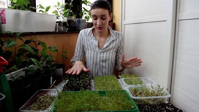 Микрозелень. Результаты смотреть онлайн