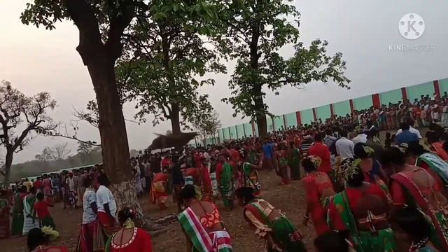 jondragoda baha bonga смотреть онлайн