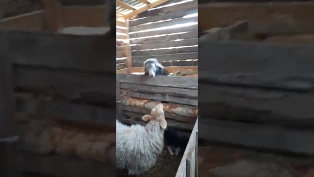 овцы в "Сибири"чем кормлю после окота. смотреть онлайн