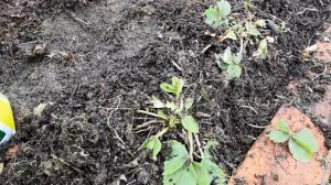 УХОД ЗА КЛУБНИКОЙ ВЕСНОЙ, ДЛЯ БОЛЬШОГО УРОЖАЯ