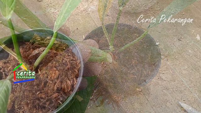 CARA MUDAH MEMPERBANYAK PHILODENDRON LYNETTE смотреть онлайн