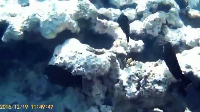 Faraana Reef Resort 4*. Орляк, рыба наполеон, молочные рыбы и др.  обитатели кораллового рифа