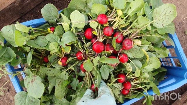 Собираем урожай редиса 2021 смотреть онлайн