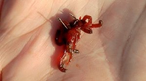 Как насадить мотыля на крючок и мормышку. Несколько способов.