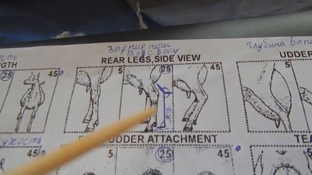 Урок 4 Молочные козы о стандарте коротко. смотреть онлайн