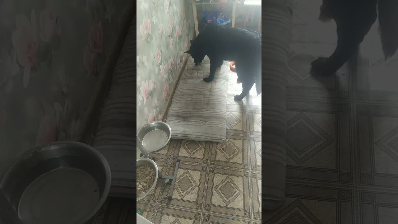 ВЕО черная Восточно Европейская Овчарка 35 смотреть онлайн