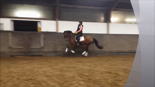 imported dutch mare - 2011 (Vitalis*Florestan I) смотреть онлайн