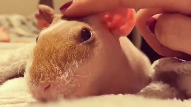 Skinny Pig Is Simply Funny And Cute! – Skinny Pig Video Compilation #1 смотреть онлайн