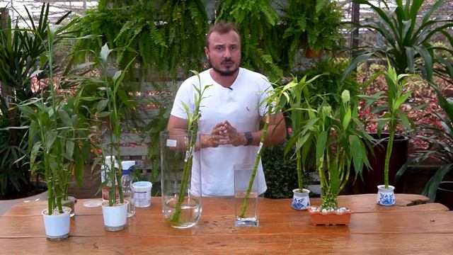 BAMBU DA SORTE | Aprenda como cultivar e adubar смотреть онлайн