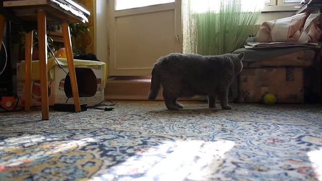 британская кошка вика смотреть онлайн