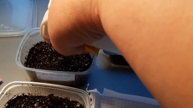 Петуния, посев простой и очень удобный. смотреть онлайн