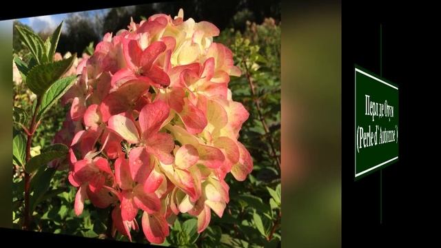 ❀ Гортензия метельчатая. Новинки 2019-2020 г. смотреть онлайн