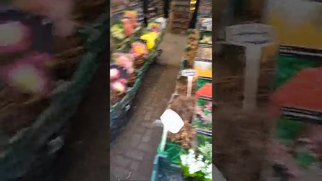 #Amsterdam #Flowers #mhollandarket # bloemenmarkt #tulips # смотреть онлайн