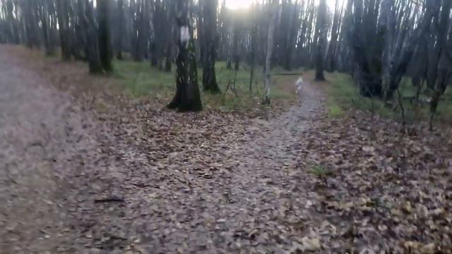 Домашний волк. Особенности содержания. смотреть онлайн