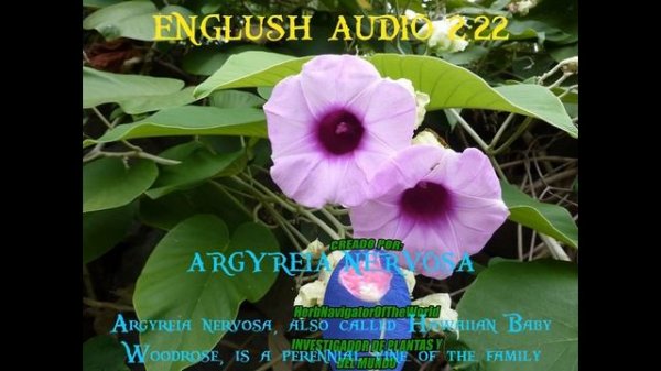 #12 Argyreia Nervosa Investigacion ✅ Rosa Lisérgica ? Psicodelico ? Hawaiian Baby Woodrose LSA LSH