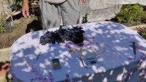 Виноград Аватар, подробный обзор 2020.