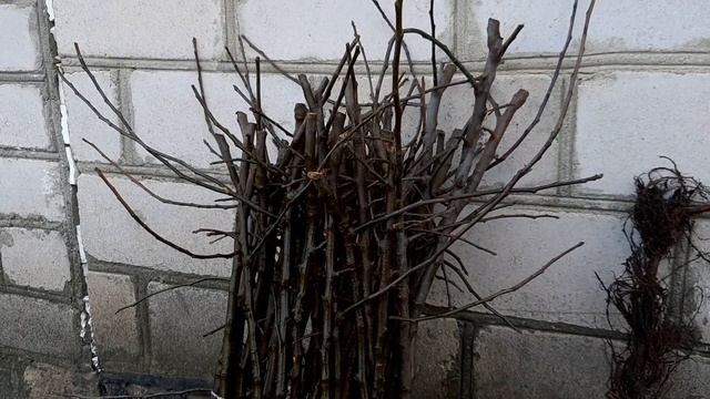 Вегетативные подвои ММ-106 и 54-118: сравнение смотреть онлайн