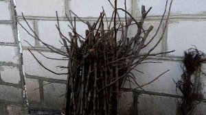 Вегетативные подвои ММ-106 и 54-118: сравнение