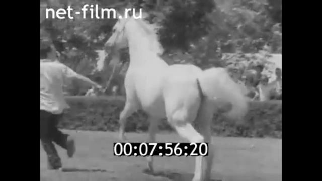 1980г. Терский конный завод. 9-й международный аукцион. посёлок Новотерский. Ставропольский край. смотреть онлайн
