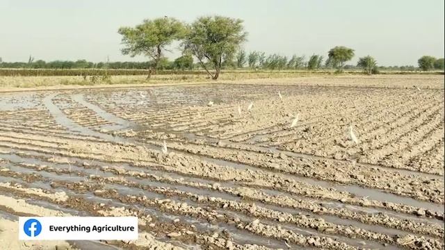 Land preparation for mustard | canola | #brassica #raya смотреть онлайн