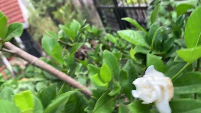 Gardenia jasminoides / Jasmine rose / Gandharaj смотреть онлайн