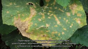 Профилактика возникновения и эффективные методы лечения пероноспороза огурцов