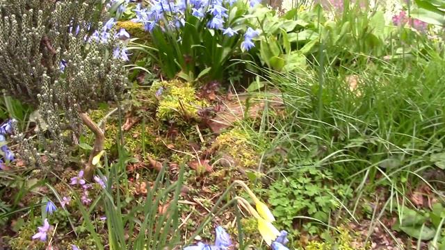 Bulb Log Video Diary garden walk on 7th April смотреть онлайн