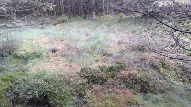 Bewcastle Fells Fungi Walk.