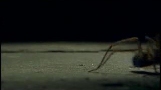 пауки смотреть онлайн