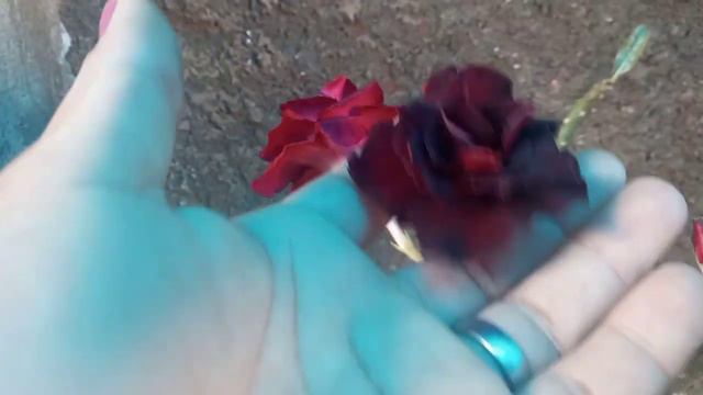 Rosa do Deserto TS 44 смотреть онлайн